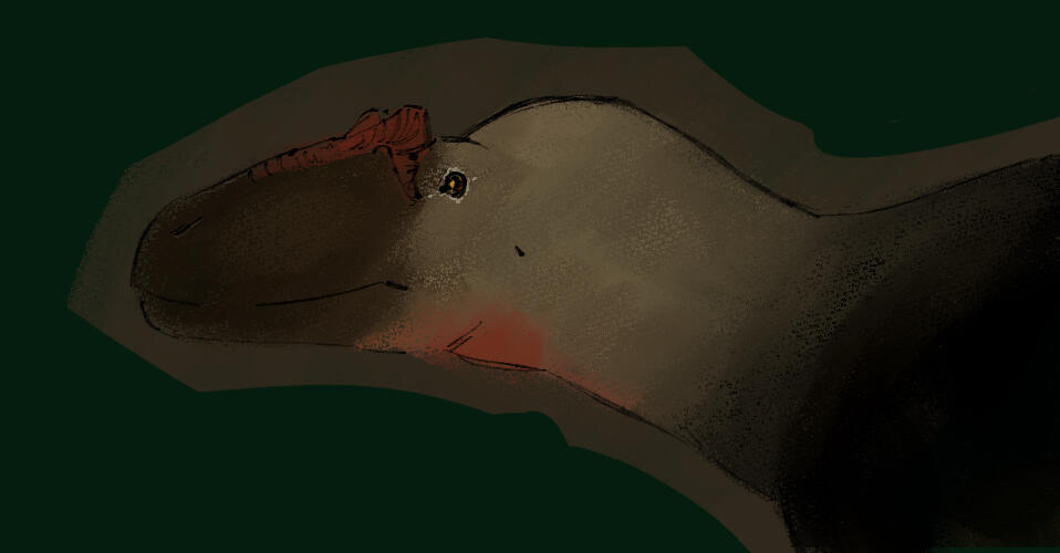 Allosaurus ◇ sketch headshot + colour ◇ $7